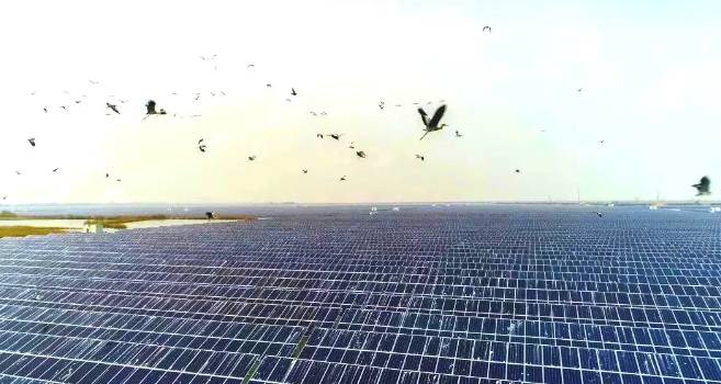 為什么鳥(niǎo)糞遇到光伏聞之色變?(圖1) 光伏太陽(yáng)能